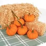 Garver Family Farm photo