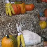 Pearson Family Farm photo