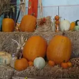 Pearson Family Farm photo