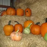 Pearson Family Farm photo