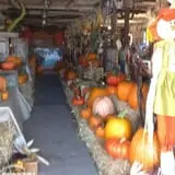 Pearson Family Farm photo