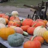 Pearson Family Farm photo
