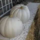 Pearson Family Farm photo