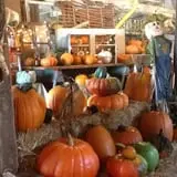 Pearson Family Farm photo