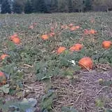 Pearson Family Farm photo