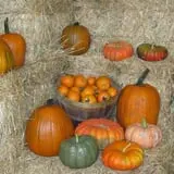 Pearson Family Farm photo
