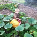 Pearson Family Farm photo
