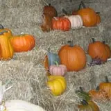 Pearson Family Farm photo