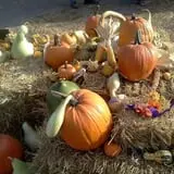 Pearson Family Farm photo