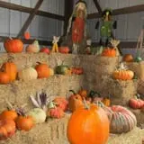 Pearson Family Farm photo