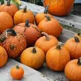 Pearson Family Farm photo