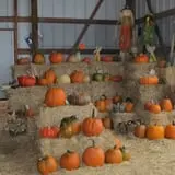 Pearson Family Farm photo