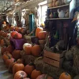 Pearson Family Farm photo