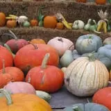 Pearson Family Farm photo