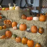Pearson Family Farm photo