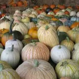 Pearson Family Farm photo