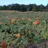 Pearson Family Farm photo