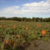 Pearson Family Farm photo