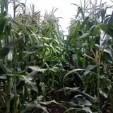 Pearson Family Farm photo