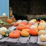 Pearson Family Farm photo