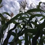 Pearson Family Farm photo