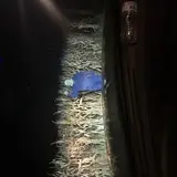 J&J Field of Screams photo