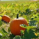 Country Mercantile Harvest Festival photo