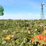 Country Mercantile Harvest Festival photo