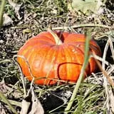 Country Mercantile Harvest Festival photo