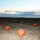 Country Mercantile Harvest Festival photo