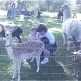 Chamberlin Pony Rides & Mobile Petting Zoo photo