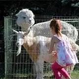 Chamberlin Pony Rides & Mobile Petting Zoo photo