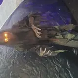 The Decaying Swamp photo