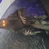 The Decaying Swamp photo