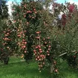 Wrights Farm photo
