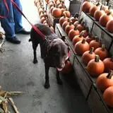 Wrights Farm photo