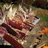 Cunningham Family Farms photo