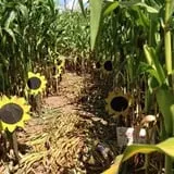 Cunningham Family Farms photo