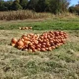Cunningham Family Farms photo