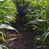 Cunningham Family Farms photo