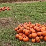 Cunningham Family Farms photo