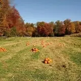 Cunningham Family Farms photo