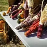 Cunningham Family Farms photo