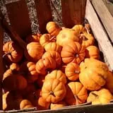 Cunningham Family Farms photo