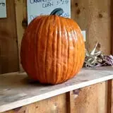 Cunningham Family Farms photo