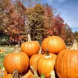 Cunningham Family Farms photo