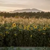 Lester Farm & Market photo