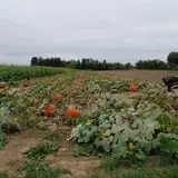 Lester Farm & Market photo