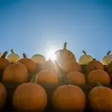 Lester Farm & Market photo
