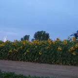 Lester Farm & Market photo